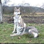 Tsjekkoslovakisk Ulvehund