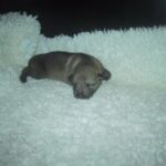 Tsjekkoslovakisk Ulvehund