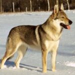 Tsjekkoslovakisk Ulvehund