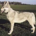 Tsjekkoslovakisk Ulvehund