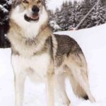 Tsjekkoslovakisk Ulvehund