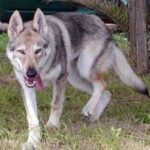 Tsjekkoslovakisk Ulvehund