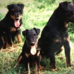 Tysk Jaktterrier