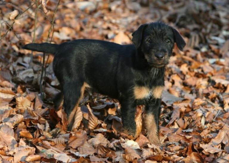 Tysk Jaktterrier