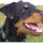 Tysk Jaktterrier