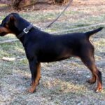 Tysk Jaktterrier