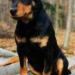 Tysk Jaktterrier