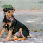 Tysk Jaktterrier