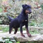 Tysk Jaktterrier