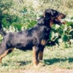 Tysk Jaktterrier