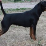 Tysk Jaktterrier