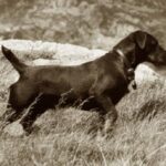 Tysk Jaktterrier
