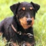 Tysk Jaktterrier