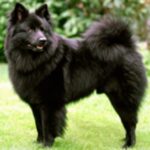 Tysk Spitz