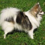 Tysk Spitz