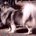 Tysk Spitz