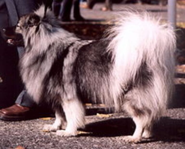 Tysk Spitz