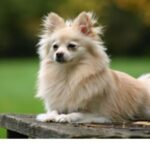 Tysk Spitz
