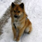 Tysk Spitz