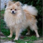 Tysk Spitz