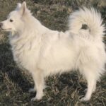 Tysk Spitz