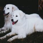 Ungarsk Kuvasz