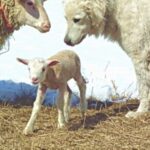 Ungarsk Kuvasz