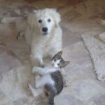 Ungarsk Kuvasz