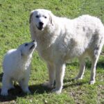 Ungarsk Kuvasz