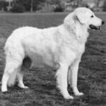 Ungarsk Kuvasz