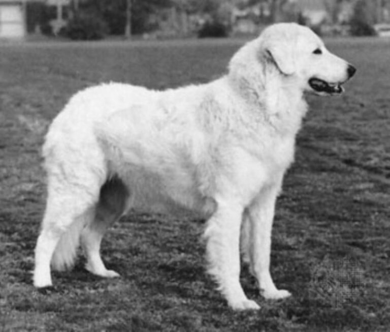 Ungarsk Kuvasz