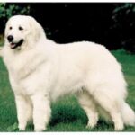Ungarsk Kuvasz