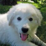 Ungarsk Kuvasz
