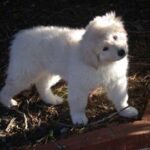 Ungarsk Kuvasz