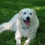 Ungarsk Kuvasz