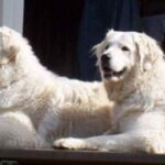 Ungarsk Kuvasz