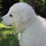 Ungarsk Kuvasz