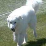 Ungarsk Kuvasz