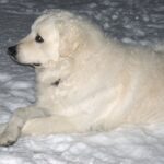 Ungarsk Kuvasz
