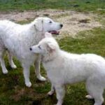 Ungarsk Kuvasz