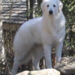 Ungarsk Kuvasz