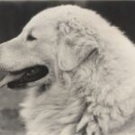Ungarsk Kuvasz