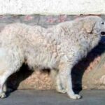 Ungarsk Kuvasz