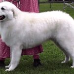 Ungarsk Kuvasz