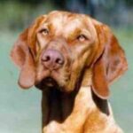 Ungarsk Vizsla Korthåret