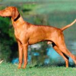 Ungarsk Vizsla Korthåret
