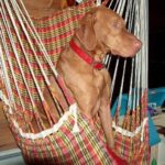 Ungarsk Vizsla Korthåret