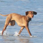 Ungarsk Vizsla Korthåret