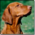 Ungarsk Vizsla Korthåret