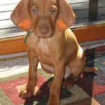 Ungarsk Vizsla Korthåret